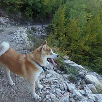 Akita, picture 4 of 10