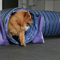 Chow Chow