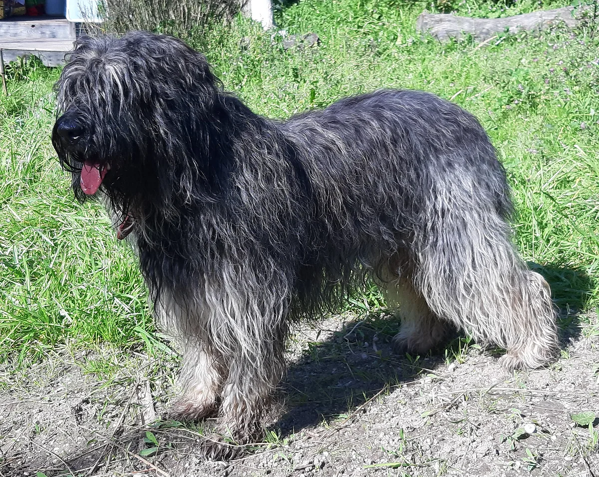 Portuguese Sheepdog dog, photographed by Jmanur