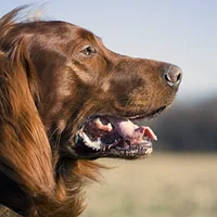 Irish Setter, picture 5 of 7