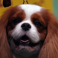 English Toy Spaniel