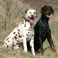 Dalmatian