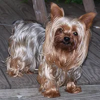 Yorkshire Terrier, picture 1 of 4