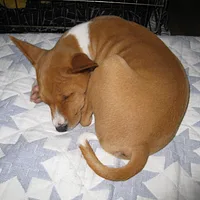 Basenji
