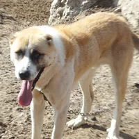 Central Asian Shepherd Dog, picture 5 of 8