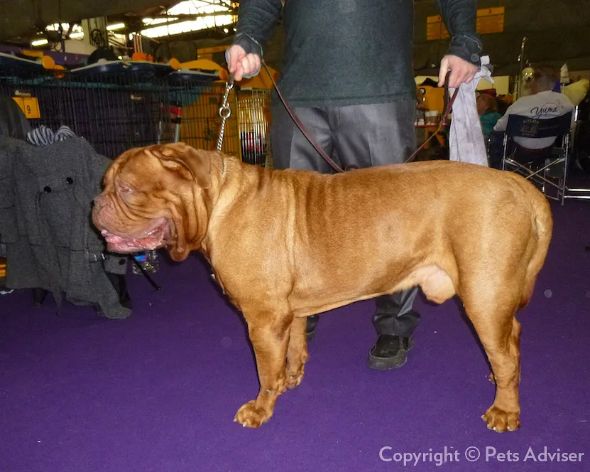Dogue de Bordeaux