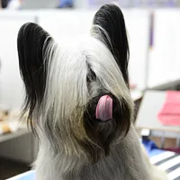 Skye Terrier