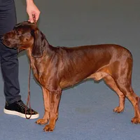 Bavarian Mountain Scent Hound, picture 8 of 9