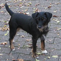 Jagdterrier, picture 9 of 10