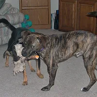 Catahoula Leopard Dog, picture 10 of 10