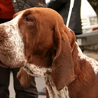 Bracco Italiano, picture 5 of 9