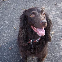 Boykin Spaniel