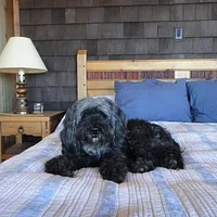 Tibetan Terrier