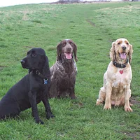 Irish Water Spaniel, picture 9 of 9
