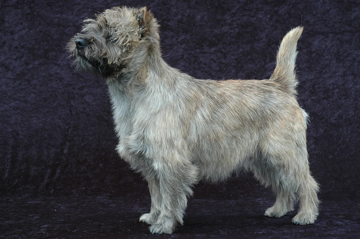 Cairn Terrier dog, photographed by Bitjungle