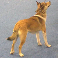 Norwegian Lundehund, picture 6 of 8