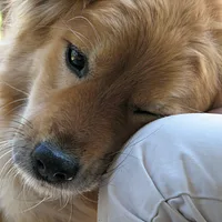 Finnish Spitz