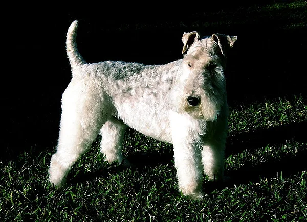 A Smooth Fox Terrier
