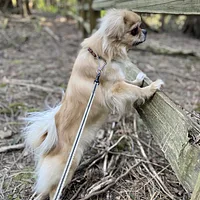 Tibetan Spaniel, picture 5 of 10