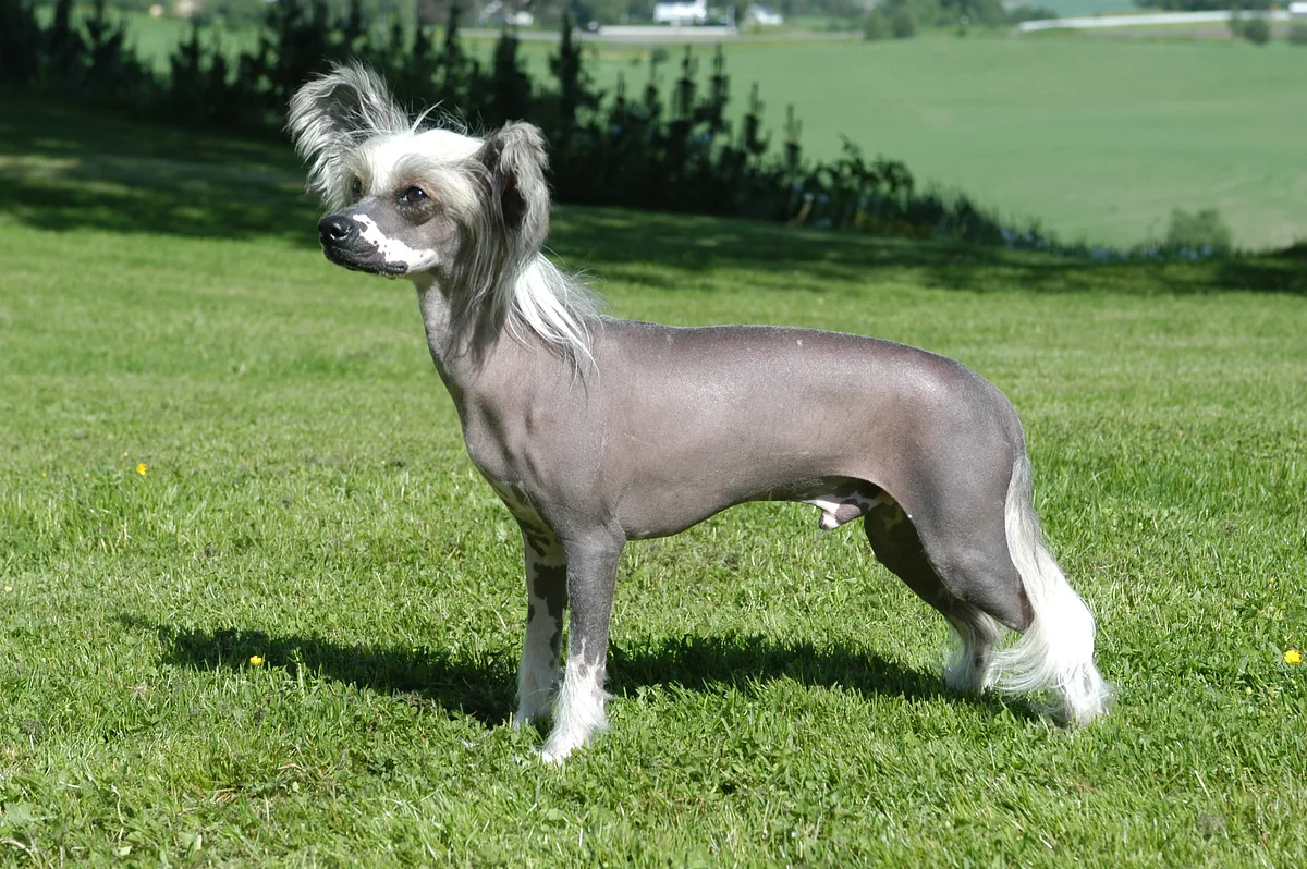 Chinese Crested dog, photographed by Tommy Gildseth