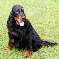 A Gordon Setter dog