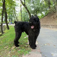 Bouvier des Flandres, picture 6 of 10