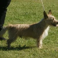 Portuguese Podengo Pequeno, picture 3 of 9