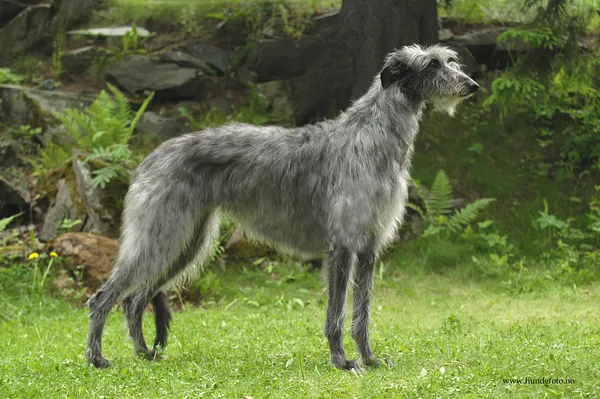 A Scottish Deerhound