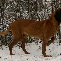 Hanoverian Scenthound, picture 1 of 9