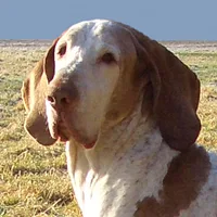 Bracco Italiano, picture 6 of 9