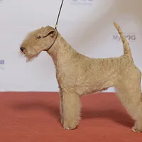 Lakeland Terrier, picture 5 of 10