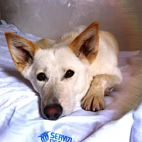 Canaan Dog, picture 7 of 10