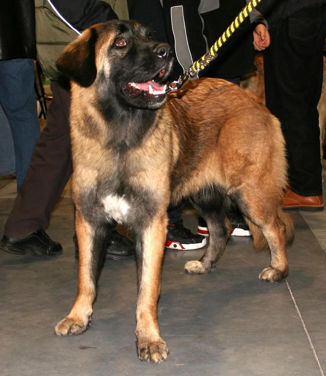 Estrela Mountain Dog