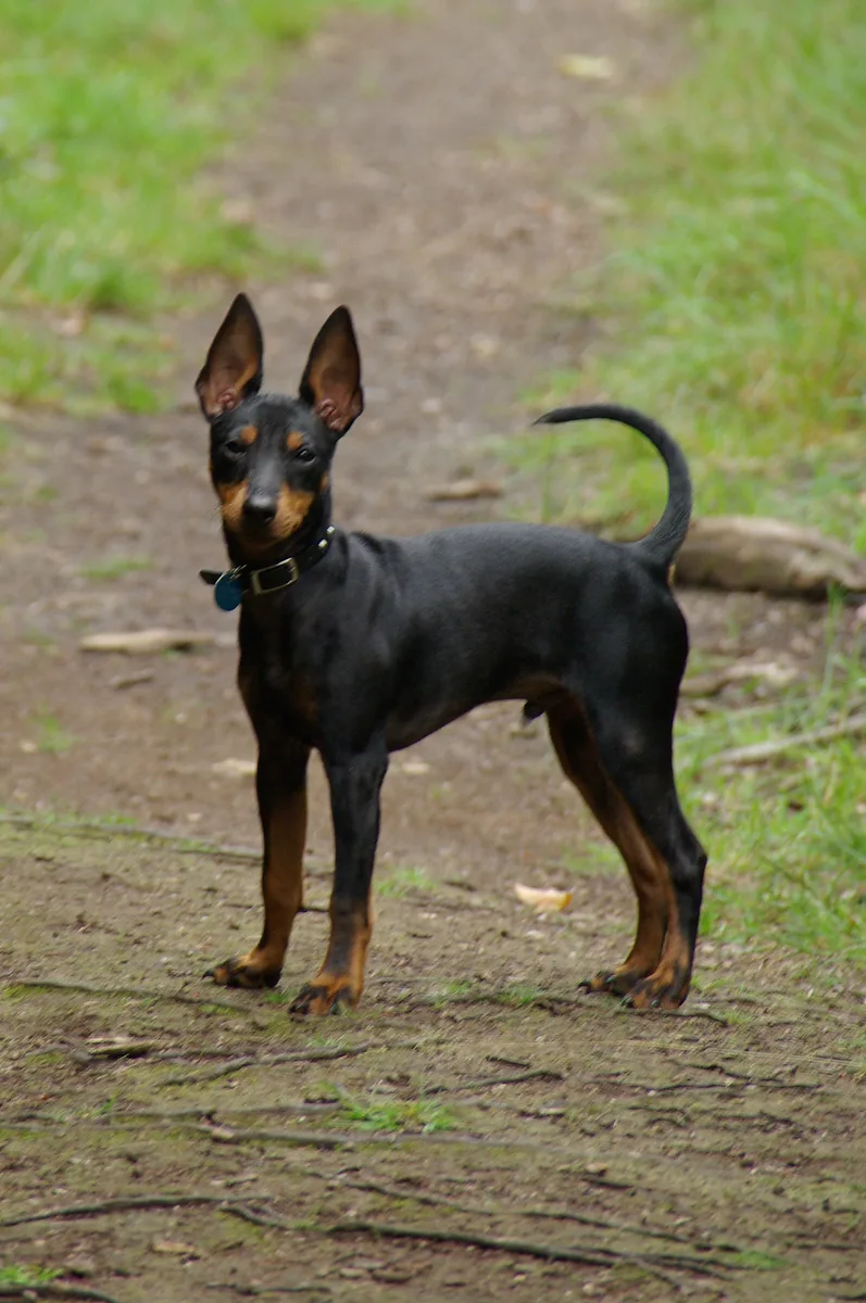 Manchester Terrier (Toy) dog, photographed by Lil Shepherd