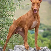 Cirneco dell'Etna