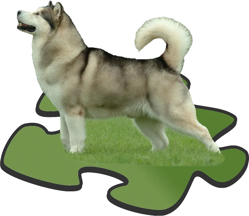 Alaskan Malamute