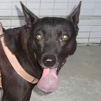 Taiwan Dog, picture 3 of 5