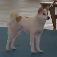 Norrbottenspets, picture 3 of 6
