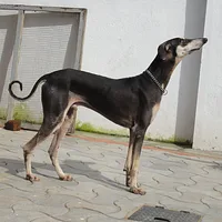 Sloughi, picture 3 of 9