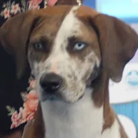 American Leopard Hound