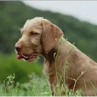 Wirehaired Vizsla