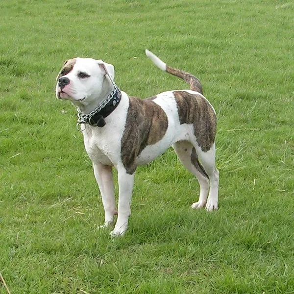 A American Bulldog