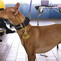 Pharaoh Hound