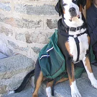 Greater Swiss Mountain Dog