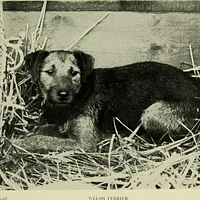 Welsh Terrier, picture 10 of 10