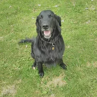 Flat-Coated Retriever, picture 4 of 9