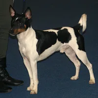 Rat Terrier, picture 4 of 10