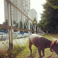 American Hairless Terrier