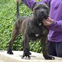 Perro de Presa Canario