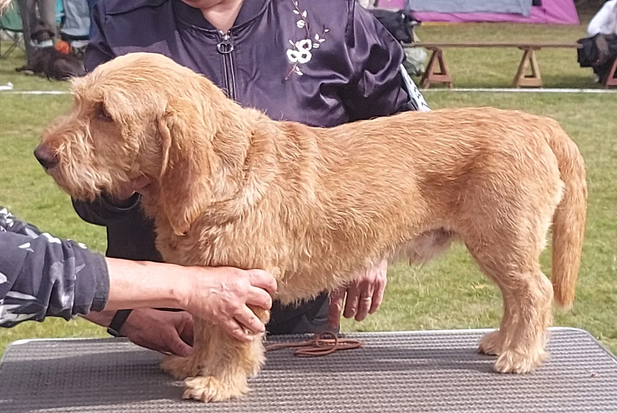 Basset Fauve de Bretagne